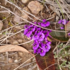 Hardenbergia violacea at Bungendore, NSW - 4 Sep 2022