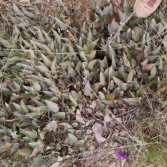 Hardenbergia violacea at Bungendore, NSW - 4 Sep 2022