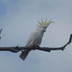 Cacatua galerita (Sulphur-crested Cockatoo) at Mount Mugga Mugga - 2 Sep 2022 by Mike