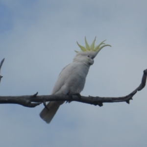 Cacatua galerita at O'Malley, ACT - 2 Sep 2022 03:51 PM