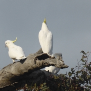 Cacatua galerita at O'Malley, ACT - 2 Sep 2022