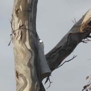 Cacatua galerita at O'Malley, ACT - 2 Sep 2022