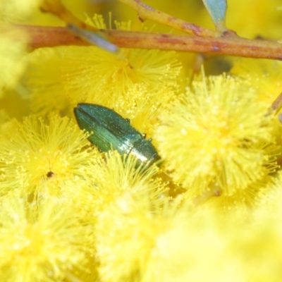 Melobasis obscurella (Obscurella jewel beetle) at Molonglo Valley, ACT - 4 Sep 2022 by Harrisi