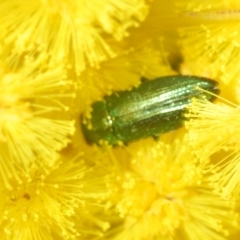 Melobasis obscurella at Molonglo Valley, ACT - 4 Sep 2022