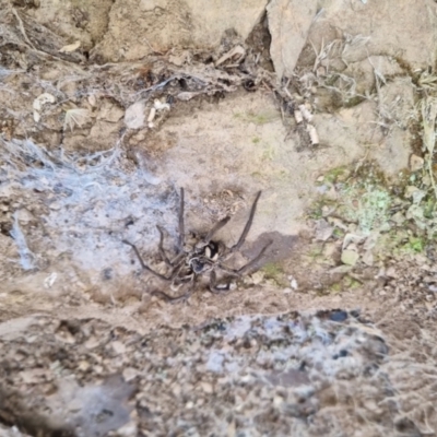 Tasmanicosa sp. (genus) (Unidentified Tasmanicosa wolf spider) at QPRC LGA - 4 Sep 2022 by clarehoneydove