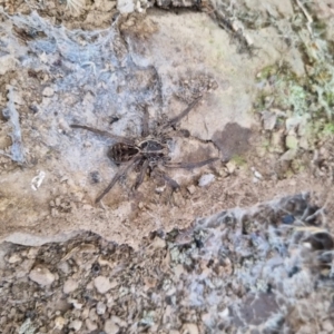 Tasmanicosa sp. (genus) at Bungendore, NSW - 4 Sep 2022