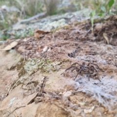 Tasmanicosa sp. (genus) at Bungendore, NSW - 4 Sep 2022