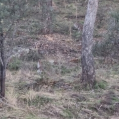 Notamacropus rufogriseus (Red-necked Wallaby) at Bungendore, NSW - 4 Sep 2022 by clarehoneydove