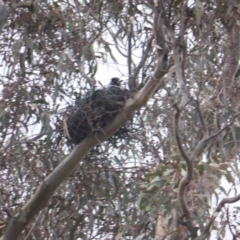 Gymnorhina tibicen (Australian Magpie) at Mount Mugga Mugga - 2 Sep 2022 by Mike