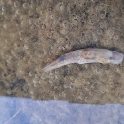 Ambigolimax nyctelia (Striped Field Slug) at Bungendore, NSW - 4 Sep 2022 by clarehoneydove