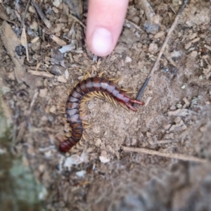 Cormocephalus aurantiipes at Bungendore, NSW - 4 Sep 2022