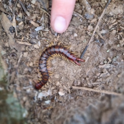 Cormocephalus aurantiipes (Orange-legged Centipede) at QPRC LGA - 4 Sep 2022 by clarehoneydove