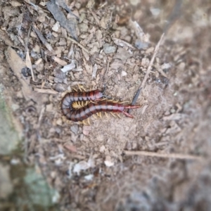 Cormocephalus aurantiipes at Bungendore, NSW - 4 Sep 2022 04:10 PM