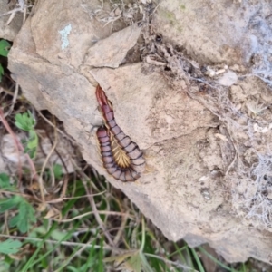 Cormocephalus aurantiipes at Bungendore, NSW - 4 Sep 2022