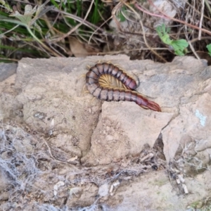 Cormocephalus aurantiipes at Bungendore, NSW - 4 Sep 2022