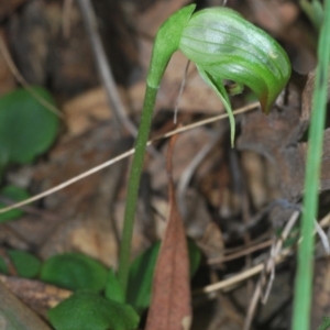 Pterostylis nutans at Bowning, NSW - 4 Sep 2022