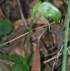 Pterostylis nutans (Nodding Greenhood) at Bowning, NSW - 4 Sep 2022 by Harrisi
