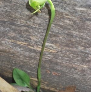 Pterostylis nutans at Bowning, NSW - 4 Sep 2022