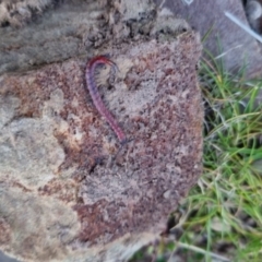 Scolopendromorpha (order) (A centipede) at Bungendore, NSW - 4 Sep 2022 by clarehoneydove