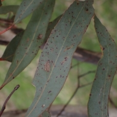Eucalyptus melliodora at Mullion, NSW - 4 Sep 2022