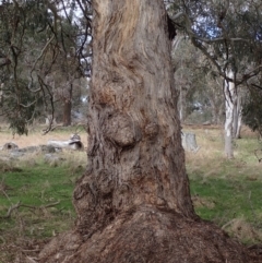 Eucalyptus melliodora at Mullion, NSW - 4 Sep 2022