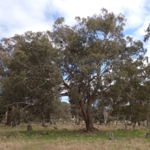 Eucalyptus melliodora at Mullion, NSW - 4 Sep 2022