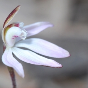 Caladenia fuscata at Molonglo Valley, ACT - 4 Sep 2022