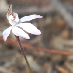 Caladenia fuscata at Molonglo Valley, ACT - 4 Sep 2022