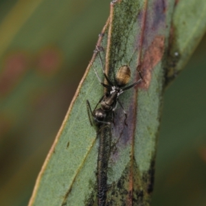 Camponotus aeneopilosus at Acton, ACT - 31 Aug 2022