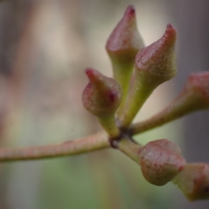 Eucalyptus macrorhyncha at Mullion, NSW - 4 Sep 2022