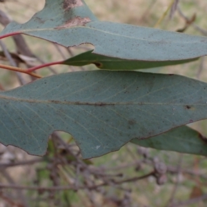 Eucalyptus macrorhyncha at Mullion, NSW - 4 Sep 2022