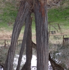 Eucalyptus macrorhyncha at Mullion, NSW - 4 Sep 2022