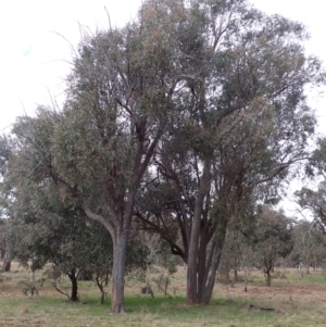 Eucalyptus macrorhyncha at Mullion, NSW - 4 Sep 2022