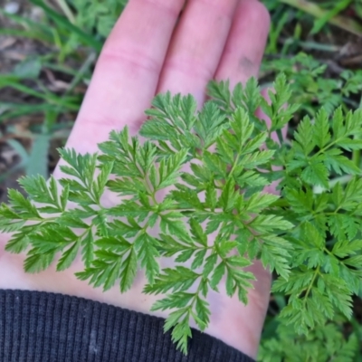 Conium maculatum (Hemlock) at Bungendore, NSW - 4 Sep 2022 by clarehoneydove