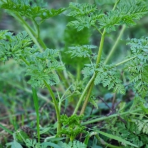 Conium maculatum at Bungendore, NSW - 4 Sep 2022