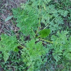 Conium maculatum at Bungendore, NSW - 4 Sep 2022 05:14 PM