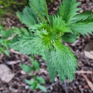 Urtica urens at Bungendore, NSW - 4 Sep 2022 05:23 PM