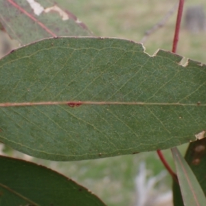 Eucalyptus blakelyi at Mullion, NSW - 4 Sep 2022 11:18 AM