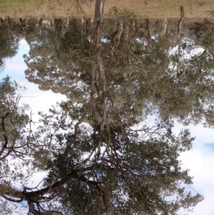Eucalyptus blakelyi at Mullion, NSW - 4 Sep 2022