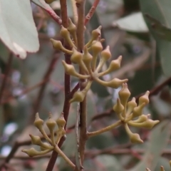 Eucalyptus macrorhyncha (Red Stringybark) at Mullion, NSW - 4 Sep 2022 by drakes