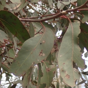 Eucalyptus macrorhyncha at Mullion, NSW - 4 Sep 2022 11:22 AM