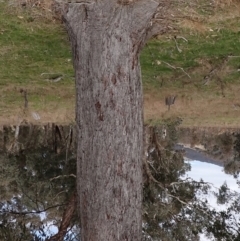 Eucalyptus macrorhyncha at Mullion, NSW - 4 Sep 2022