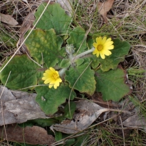 Cymbonotus sp. (preissianus or lawsonianus) at Mullion, NSW - 4 Sep 2022