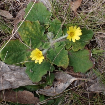 Cymbonotus sp. (preissianus or lawsonianus) (Bears Ears) at Mullion, NSW - 4 Sep 2022 by drakes