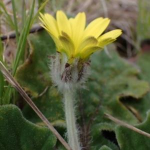 Cymbonotus sp. (preissianus or lawsonianus) at Mullion, NSW - 4 Sep 2022