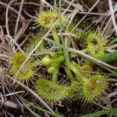 Drosera (genus) (A Sundew) at Mullion, NSW - 4 Sep 2022 by drakes