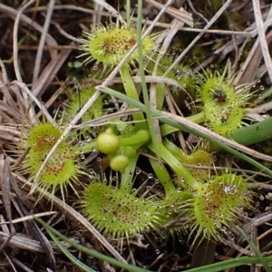 Drosera sp. at Mullion, NSW - 4 Sep 2022 11:28 AM