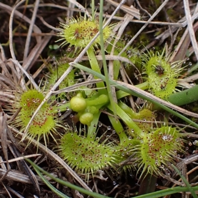 Drosera sp. (A Sundew) at Mullion, NSW - 4 Sep 2022 by drakes