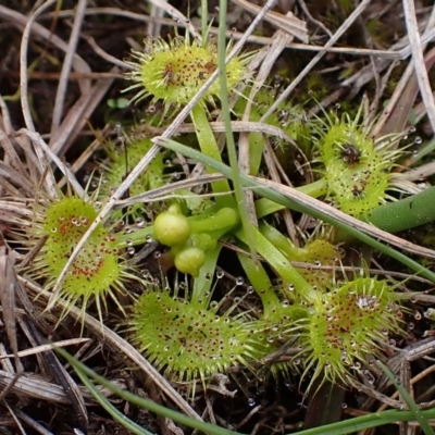 Drosera (genus) (A Sundew) at Mullion, NSW - 4 Sep 2022 by drakes