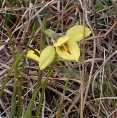 Diuris chryseopsis (Golden Moth) at Mullion, NSW - 4 Sep 2022 by drakes